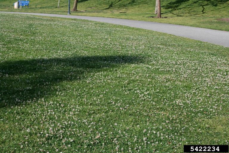 A lawn with blooming white clover.